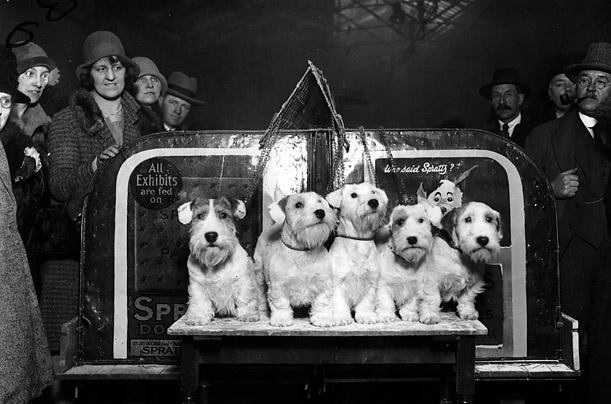 Sealys at Crufts dog show